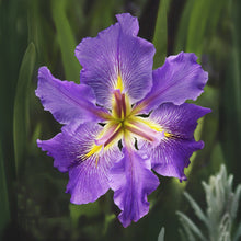 Load image into Gallery viewer, Water Iris Open Edition Lenticular Print