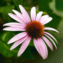 Load image into Gallery viewer, Cone Flower Open Edition Lenticular Print