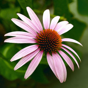 Cone Flower Limited Edition Lenticular Print