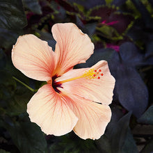 Load image into Gallery viewer, Hibiscus Open Edition Lenticular Print