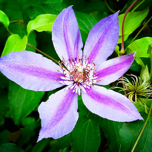 Clematis Limited Edition Lenticular Print