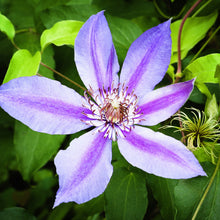 Load image into Gallery viewer, Clematis 3D Print